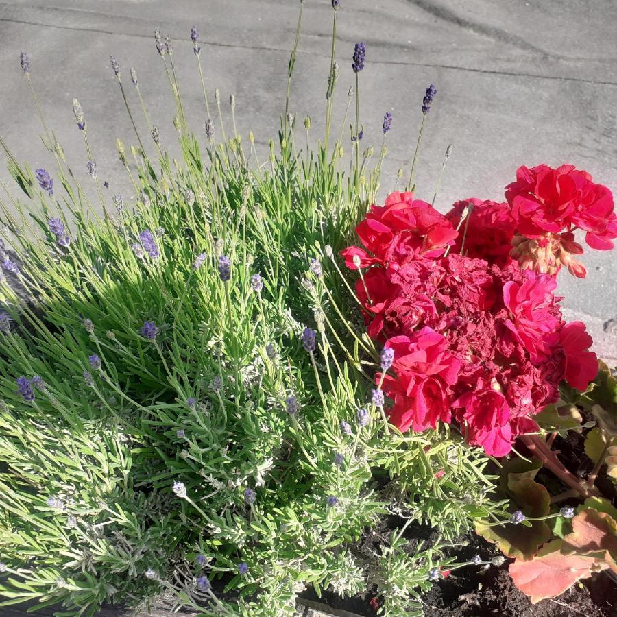 Appartamento Signorile Con Giardino Aosta Exteriér fotografie